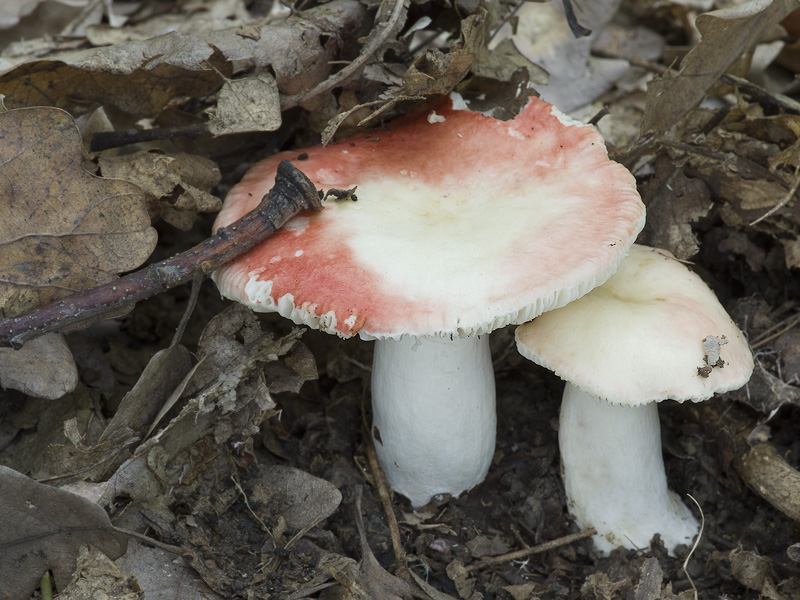 Russula persicina